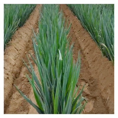 Máquina de cultivo diesel de 150 kg de capacidade para projetos de paisagismo doméstico