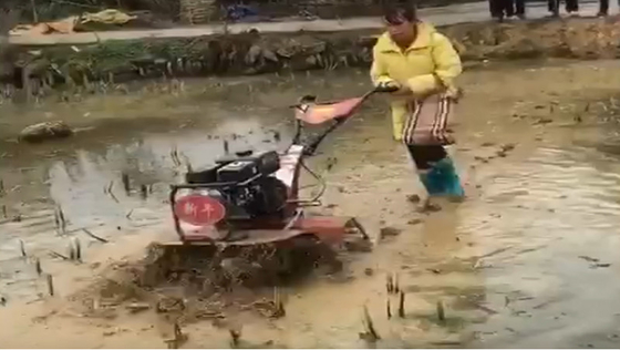Cultivador rotativo de 155*75*105cm para o cultivo económico e de poupança de tempo do arroz